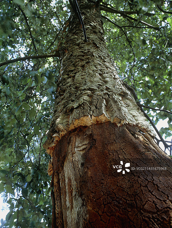 软木橡树树干图片素材
