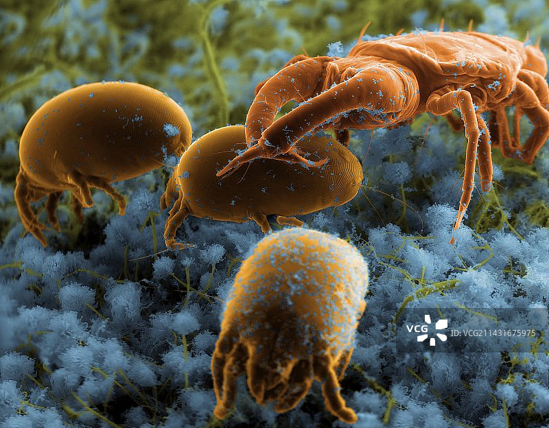 尘螨及其捕食者，扫描电子显微镜图片素材