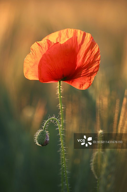 田野罂粟花图片素材