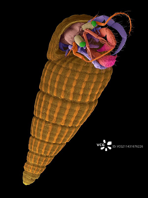 寄居蟹（Pagurixus sp.），扫描电镜图片素材