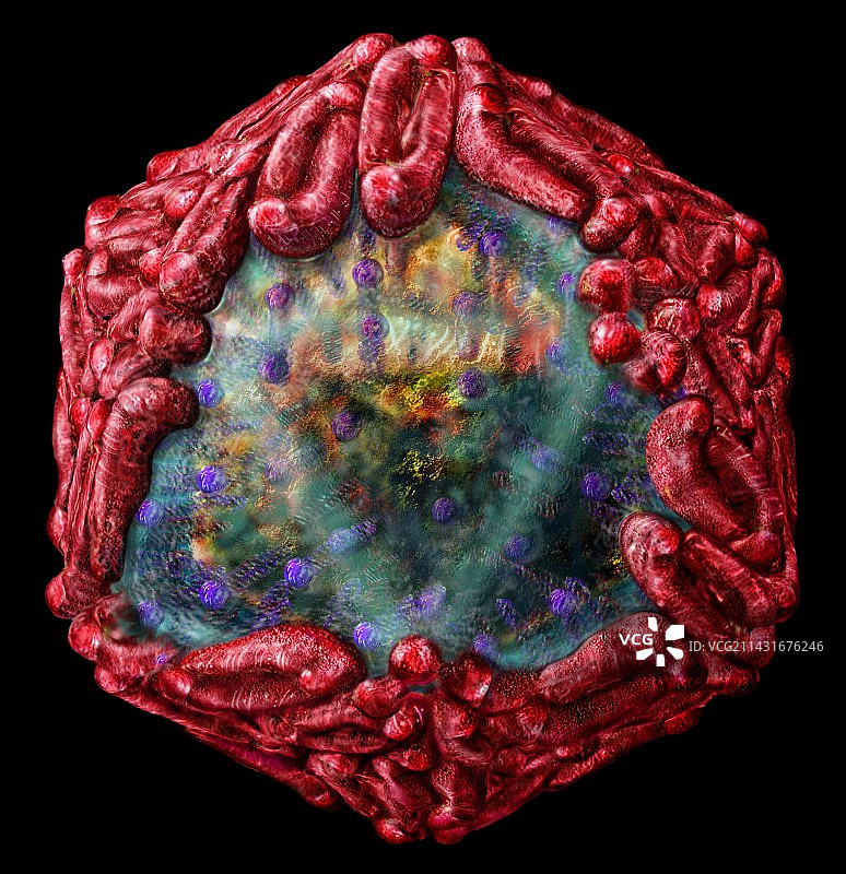西尼罗病毒颗粒图片素材