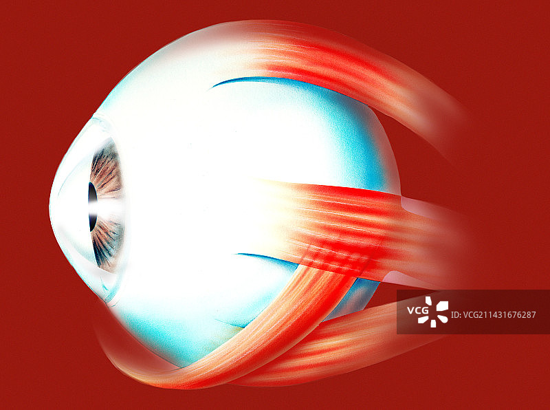 人类的眼睛图片素材
