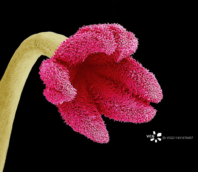 复活节仙人掌柱头扫描电镜图图片素材