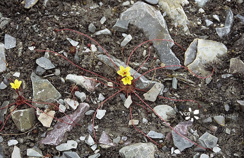 虎耳草图片素材