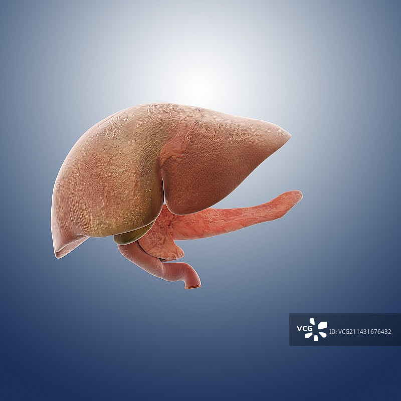 肝脏、胆囊和胰腺医学插图图片素材