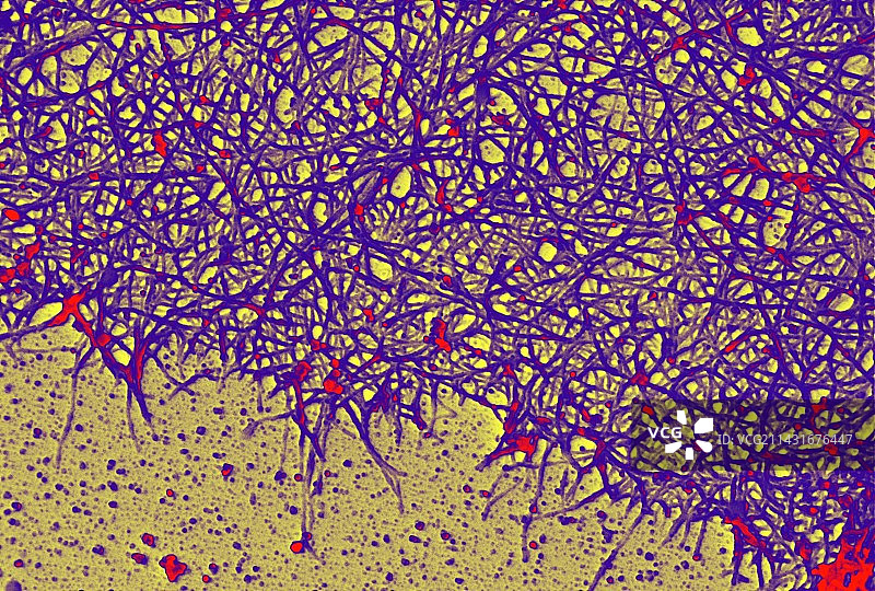 细胞骨架，SEM图片素材