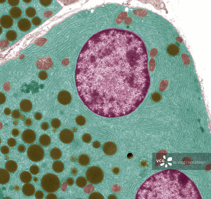 胰腺细胞，透射电镜图片素材