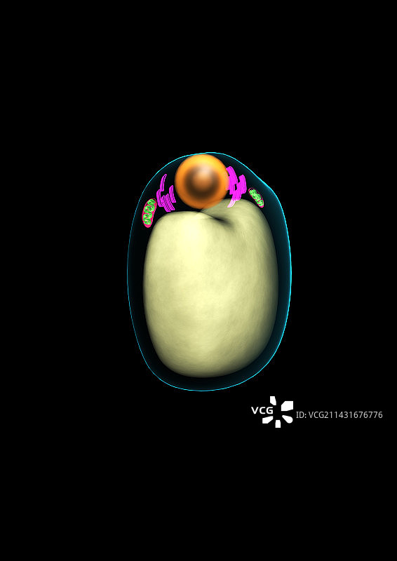 脂肪细胞图片素材