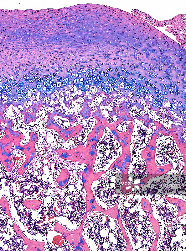 骨骼和软骨显微照片图片素材