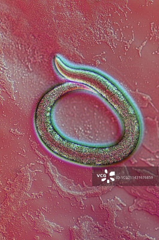 线虫突变体，光学显微照片图片素材