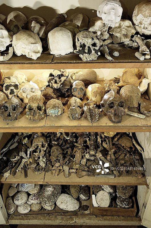 人科动物头骨模型图片素材