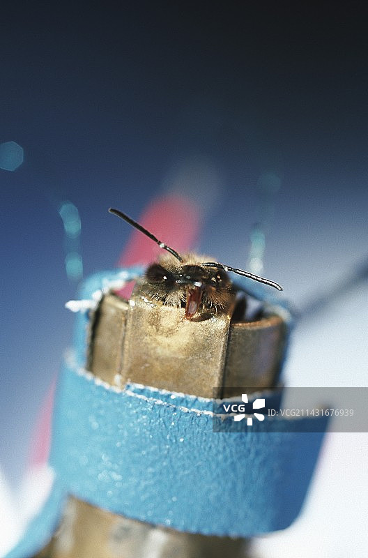 蜜蜂研究图片素材