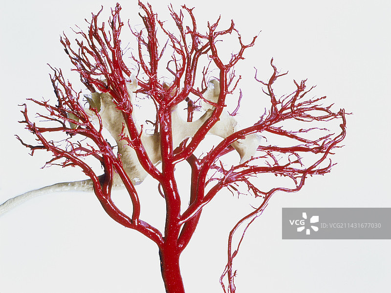 肾脏的动脉血液供应图片素材