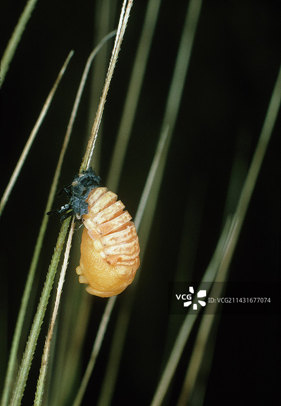 七星瓢虫蛹图片素材