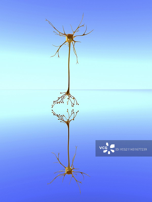 镜像神经元概念图图片素材