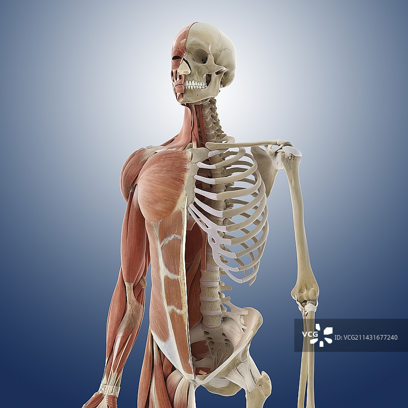 躯干解剖学，插画图片素材