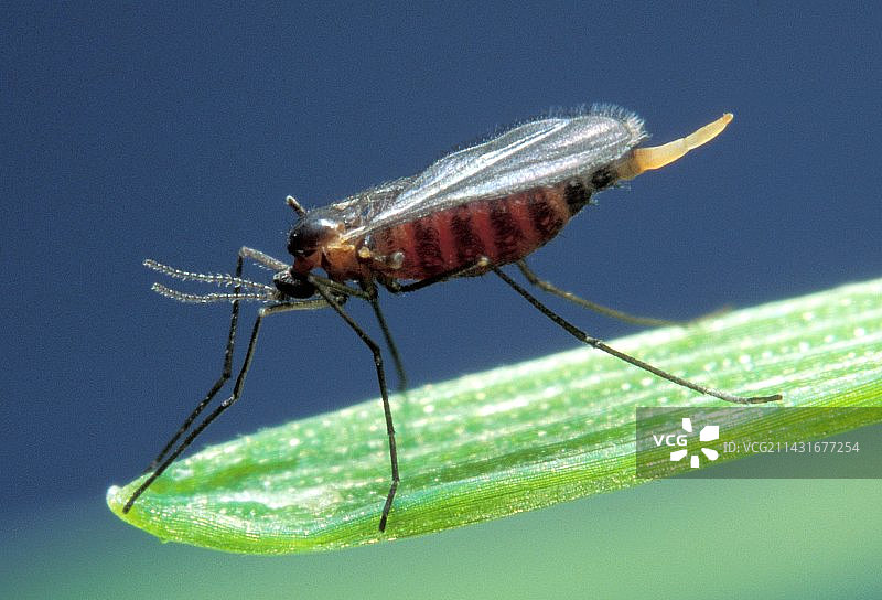 雌性麦秆蝇图片素材
