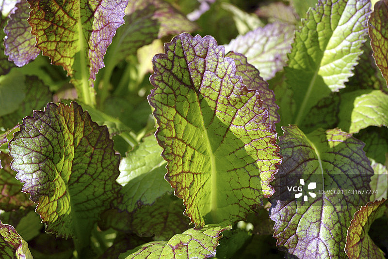 印度芥菜图片素材
