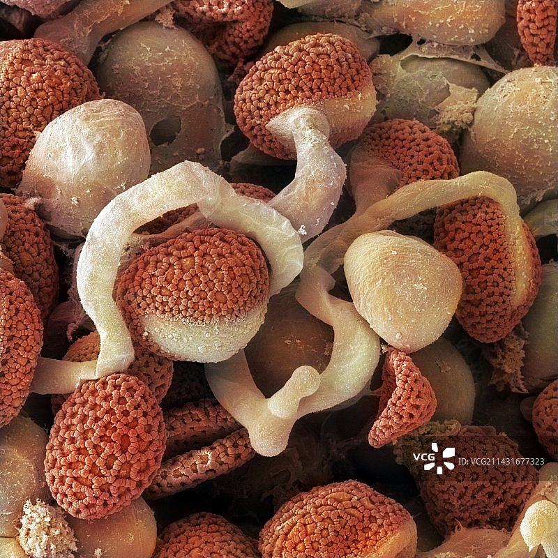 亚洲百合柱头细节（扫描电镜照片）图片素材