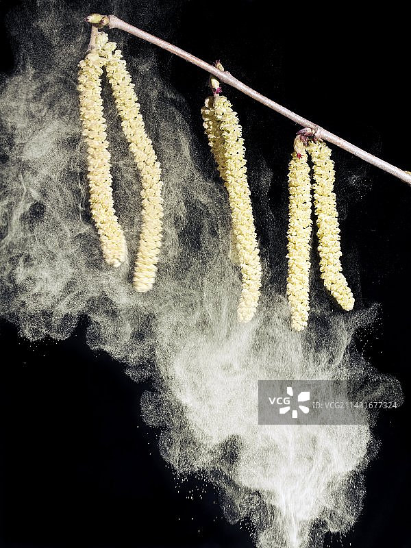 花粉生产图片素材