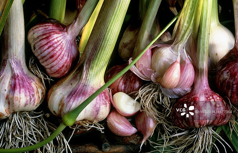 大蒜图片素材