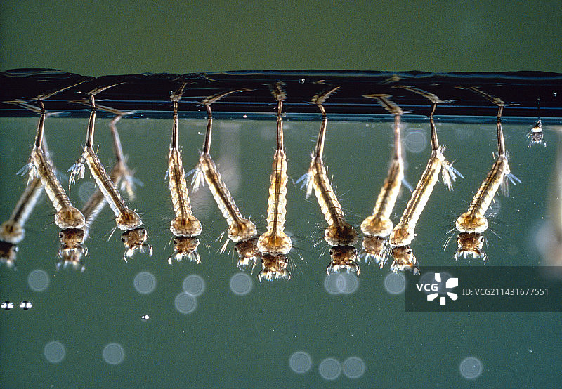 蚊子幼虫图片素材