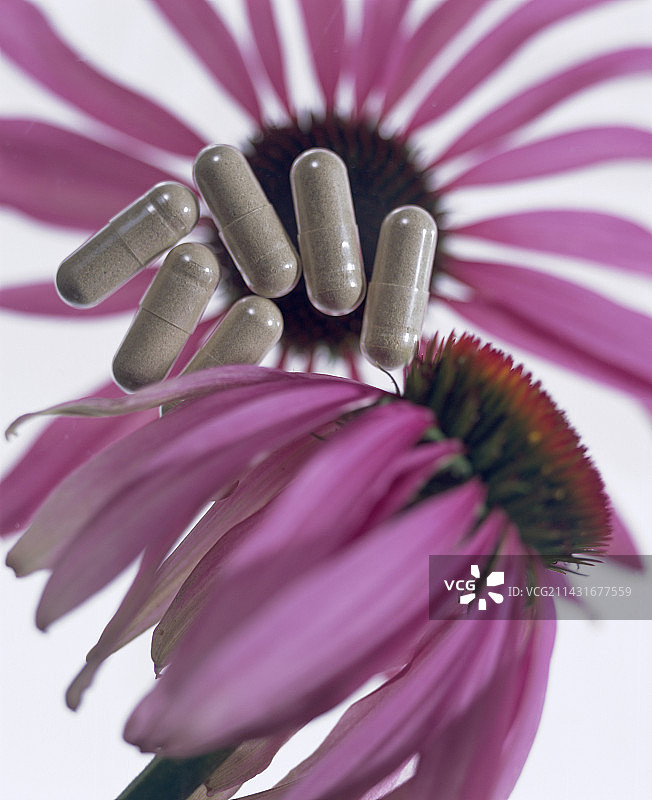 紫锥花与花苞图片素材