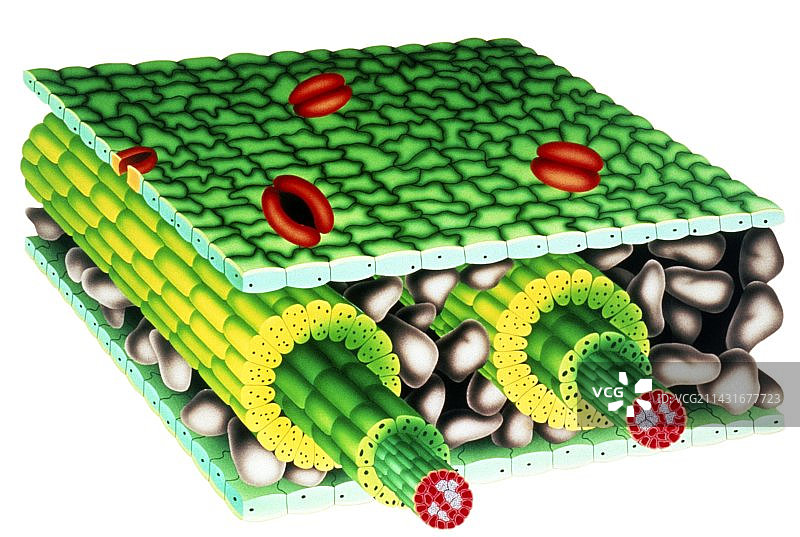 单子叶植物叶片解剖艺术图片素材