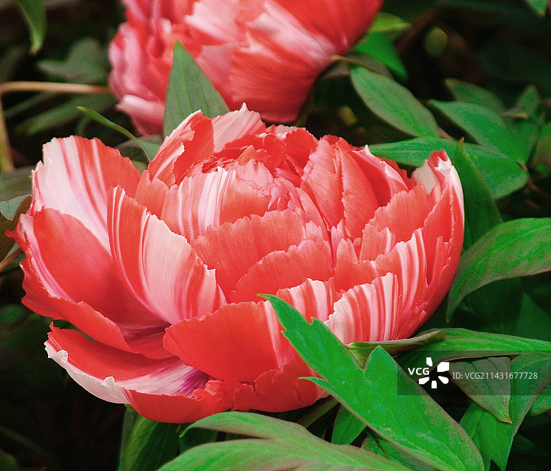 岛锦日本牡丹图片素材