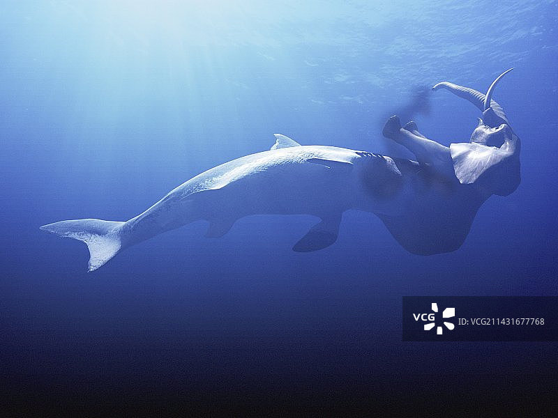 史前巨齿鲨与大象图片素材