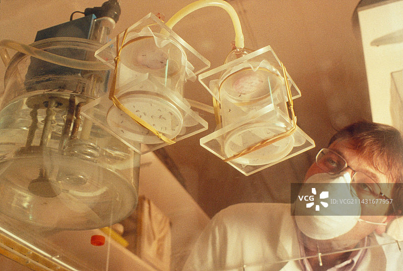研究员在实验室对活蚊子进行实验图片素材