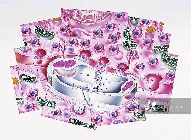 分泌胰岛素的胰腺细胞图片素材