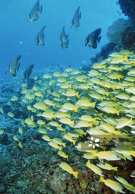 蓝纹笛鲷鱼群图片素材