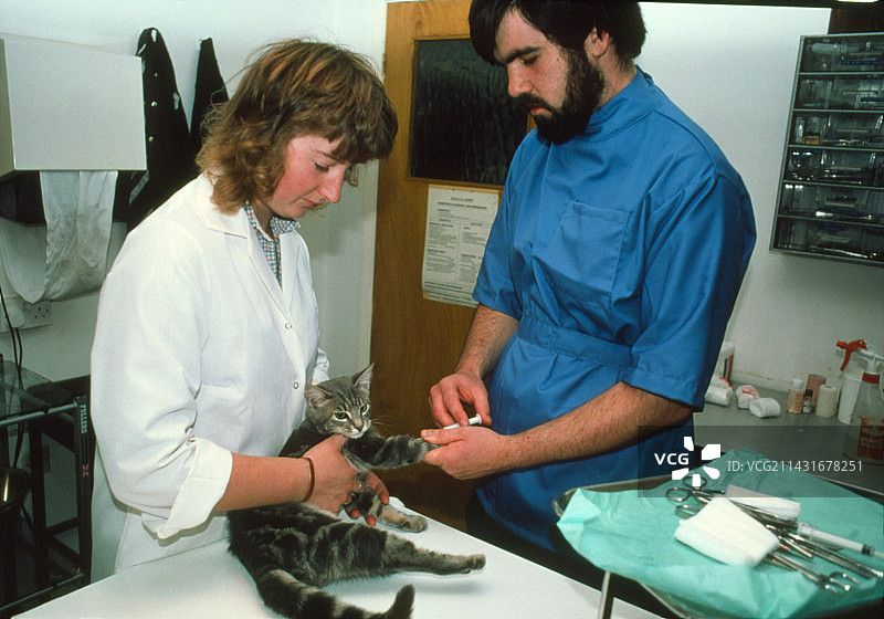 抱着猫的兽医图片素材