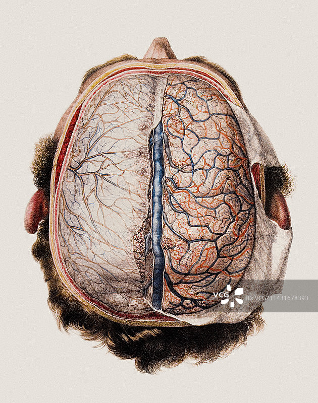 大脑脑膜图片素材