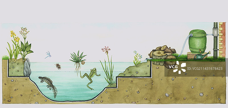 人造野生动物池塘图片素材