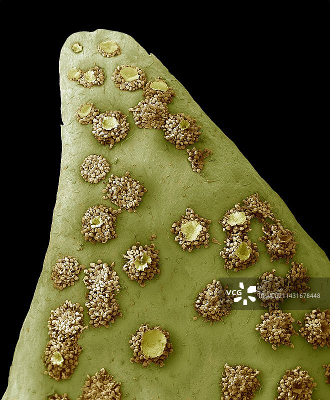 蕨类植物叶子扫描电镜图图片素材