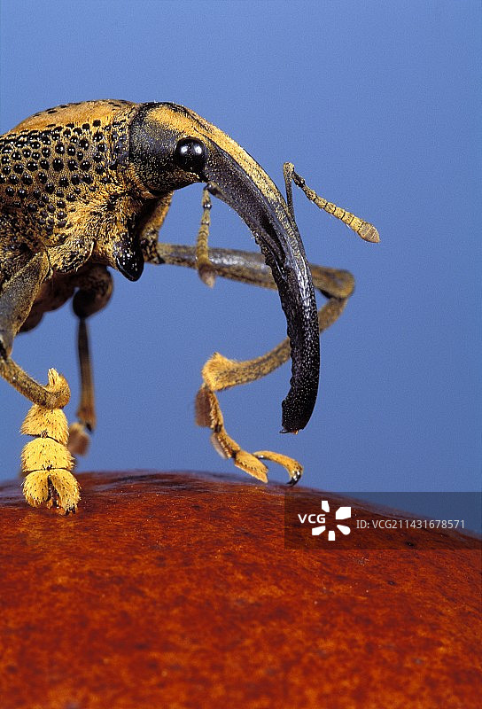 象鼻虫图片素材