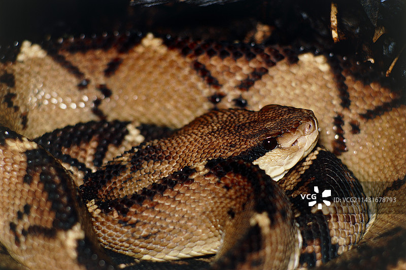 丛林蝰，哥斯达黎加图片素材