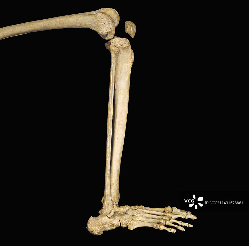 人类小腿骨骼图片素材