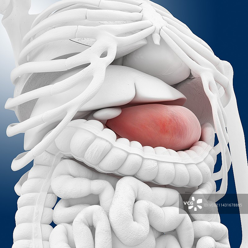 胃部解剖图图片素材