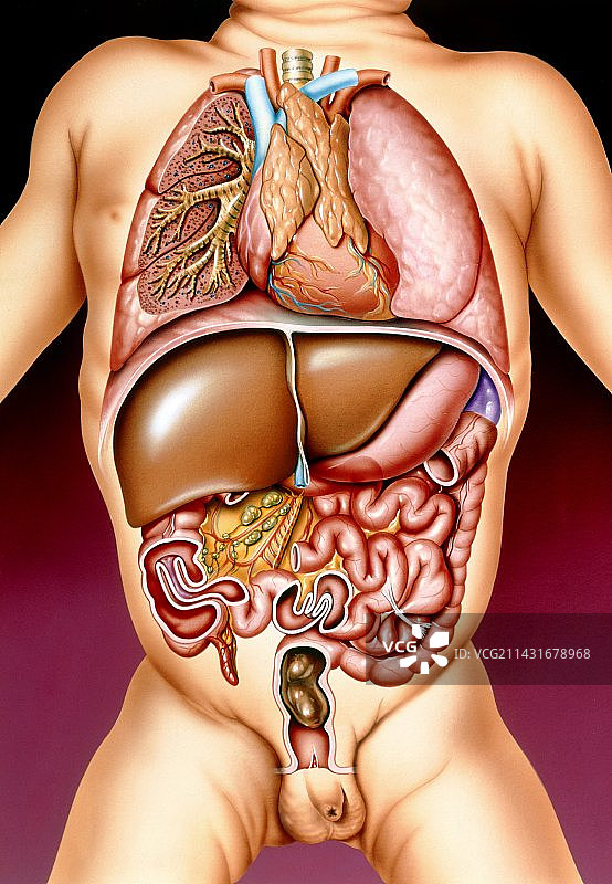 婴幼儿消化系统紊乱图片素材