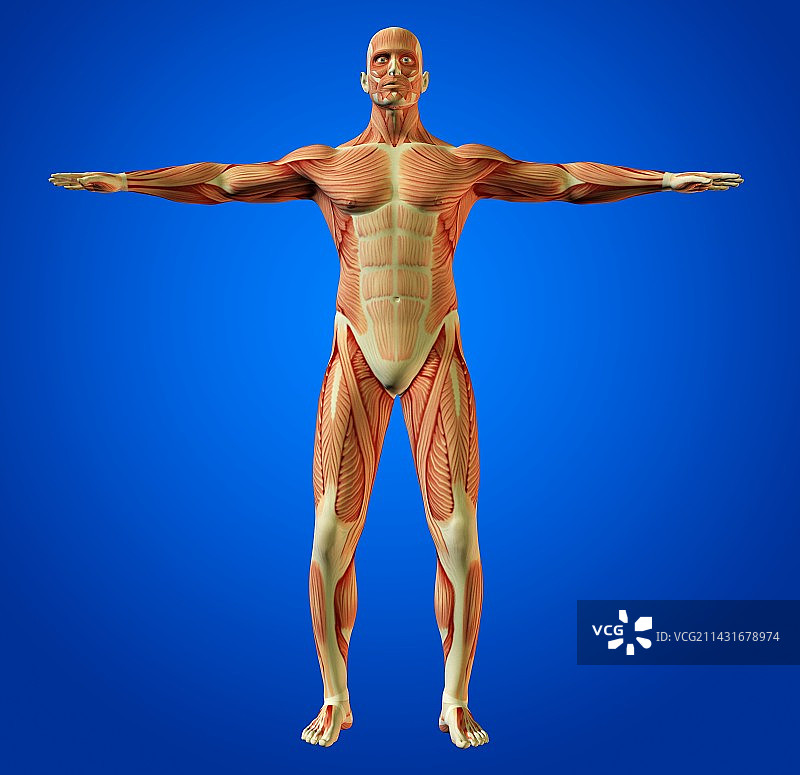 肌肉系统图片素材