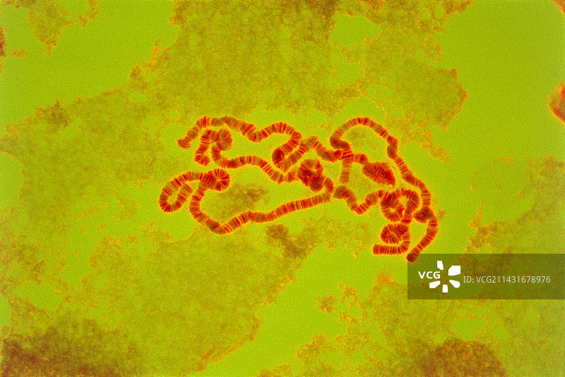 来自丽蝇唾液腺的染色体光学显微镜照片图片素材