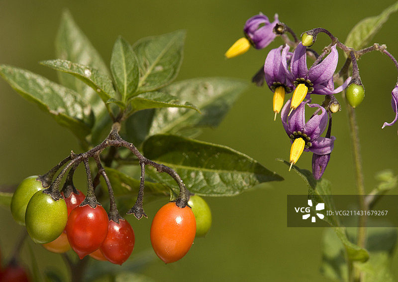 苦乐参半的茄属植物图片素材