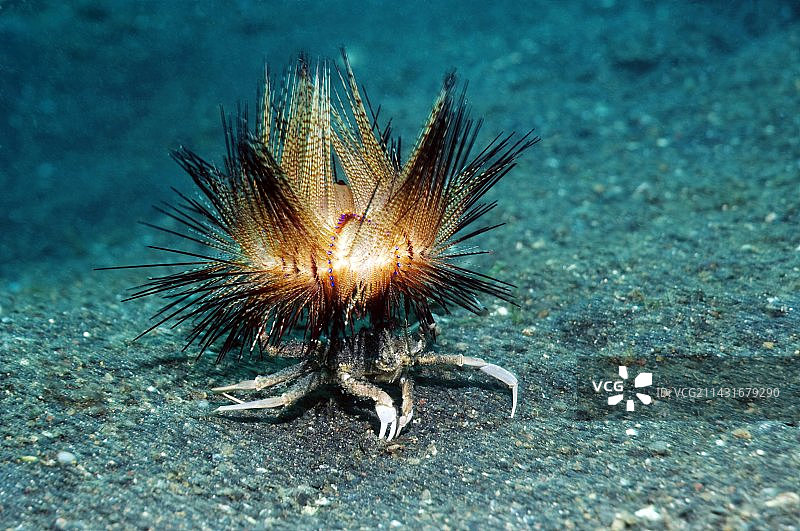 海胆蟹图片素材