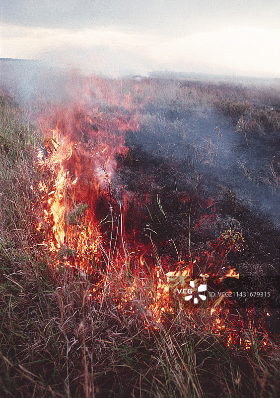 灌木火灾图片素材