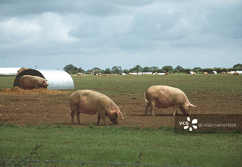自由放养的猪图片素材