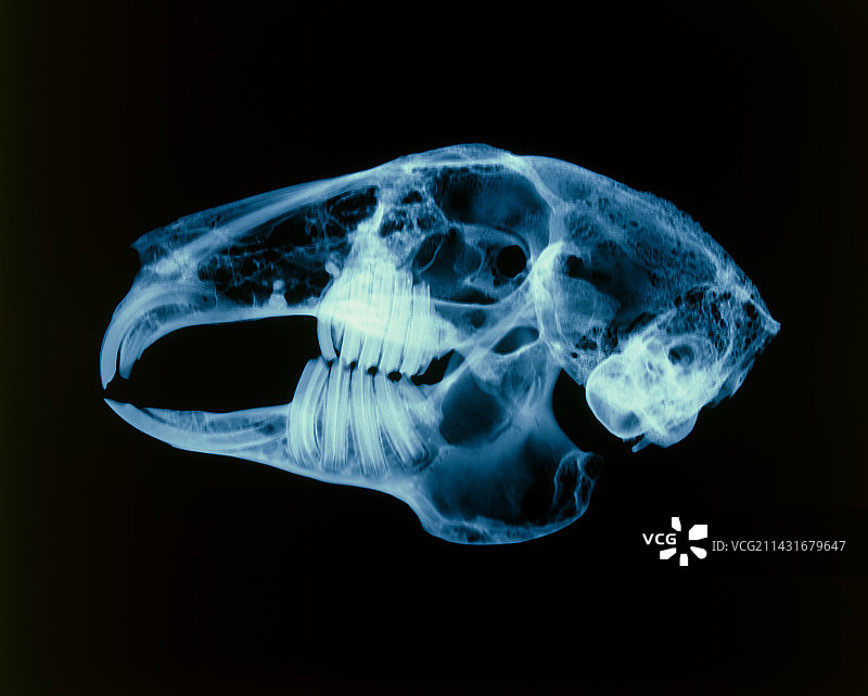 兔子头骨图片素材