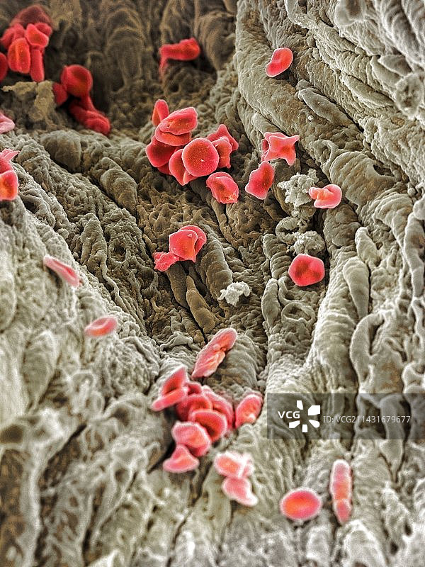 红细胞扫描电子显微镜图像图片素材